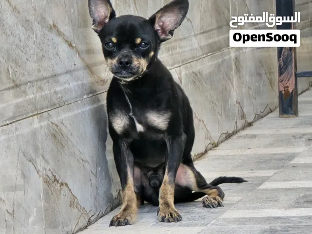 كلب للبيع لعدم التفرغ العمر سنه تطعيم السنه في فبراير 2026