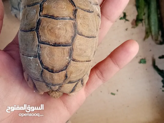 سلاحف صحراوي احجام مختلفة بأسعار مميزة للبيع