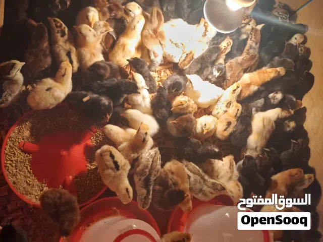 صيصان بصحة جيدة ما شاء الله  البيع ع الكوم 0.50 ونقى 0.55  ويوجد خدمة توصيل