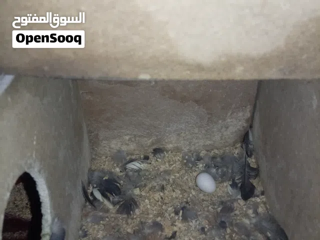 جوز كوكتيل للبيع