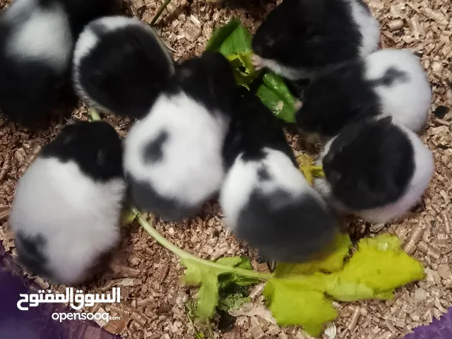 هامسترات بقريات حلوات ونشطات الواحد بخمسه