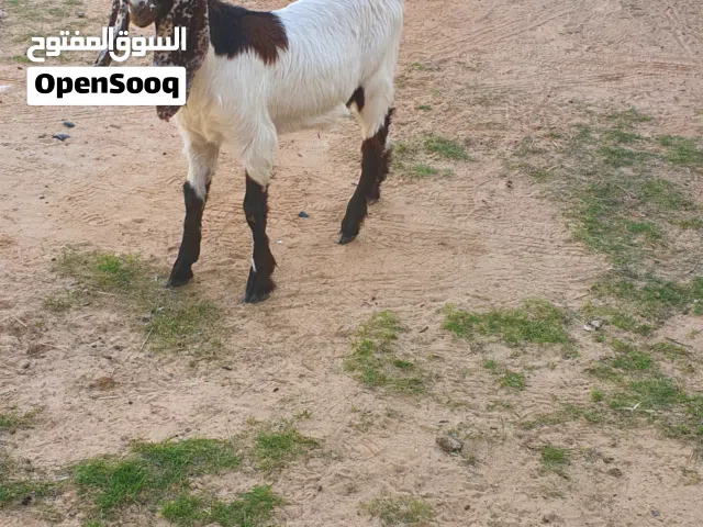 السلام عليكم  جدي وعناق هاجين مواصفات طيبه ماشاء الله  يبو كساب بس..طرابلس الفرناج