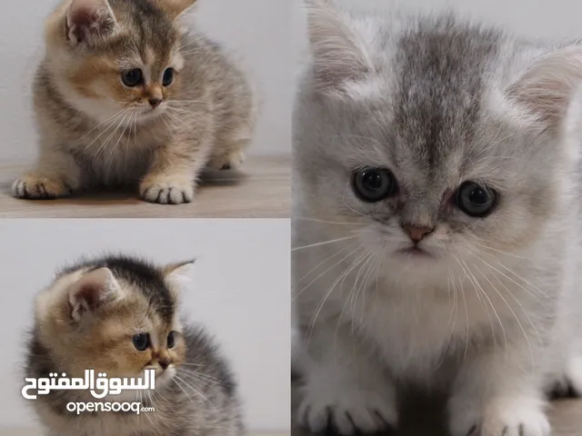 Kittens British Short Hair - كتنز برتش شورت هير