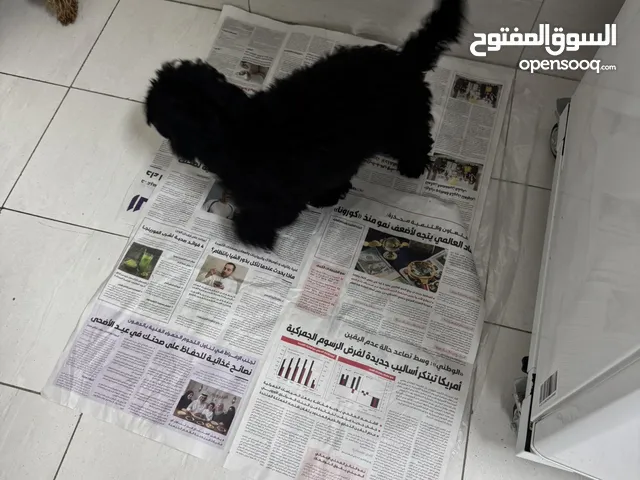 كلب بودل نثيه
