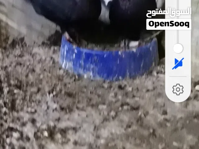 جوز نوريات سود الفحل معصور وفحل ارباش اسود عشر وسيع وطيره ذبانيه قراقطه