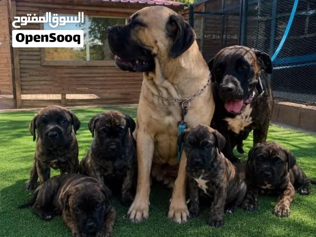 بيع كلاب عمر بين 60 يوم
