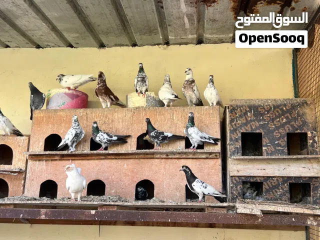 حمام للبيع