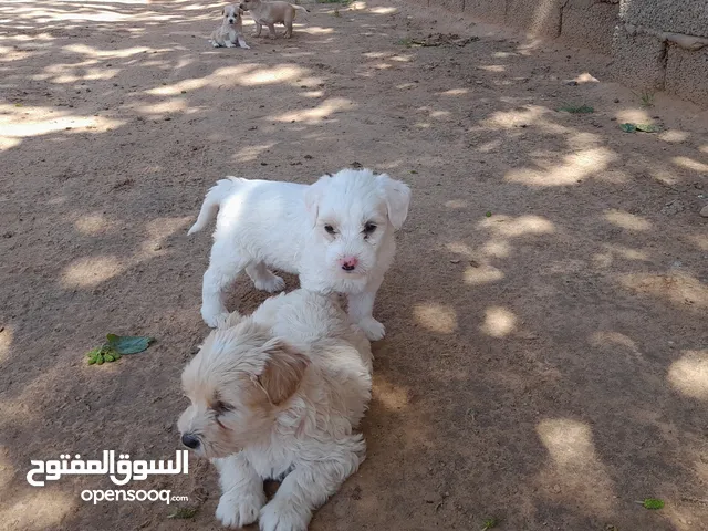 حيوانات للبيع : كلاب : (صفحة 2) : ليبيا