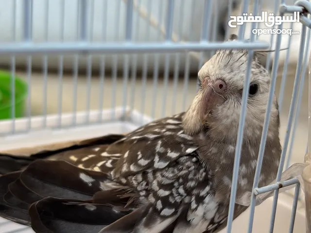 كوكتيل طفره بيضه و رصاصيه