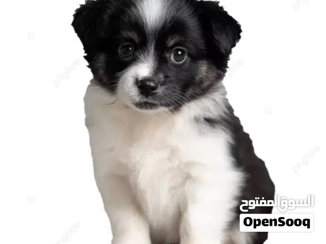 كلبه البوريمنان