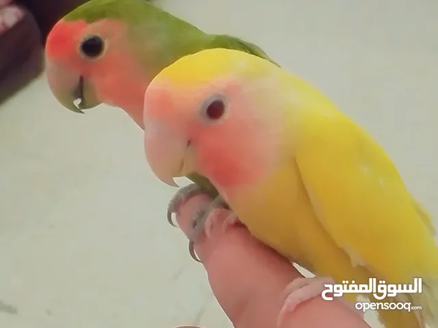 جوز روز اليفات جدا اقرأ الوصف