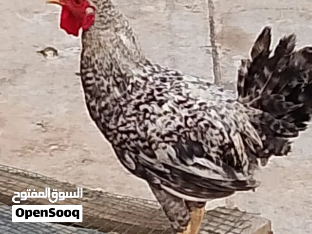 ديج عرب منقط ابو ديج شوكي سلفر