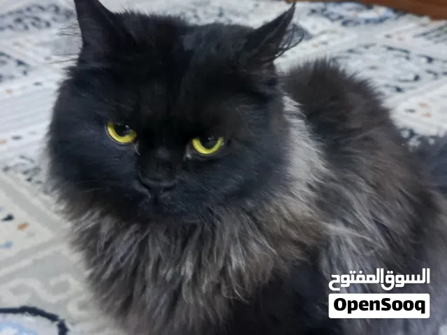 قط شيرازي للبيع