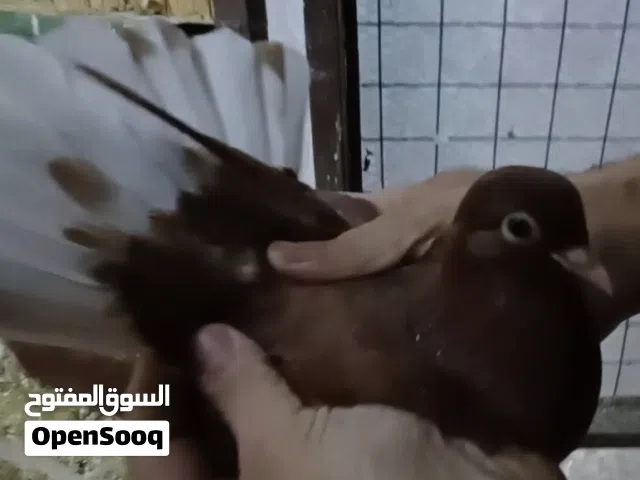 فرخين نوريات احمر واصفر اميشات الاهالي صافيات موجودات في الرصيفة حي الرشيد