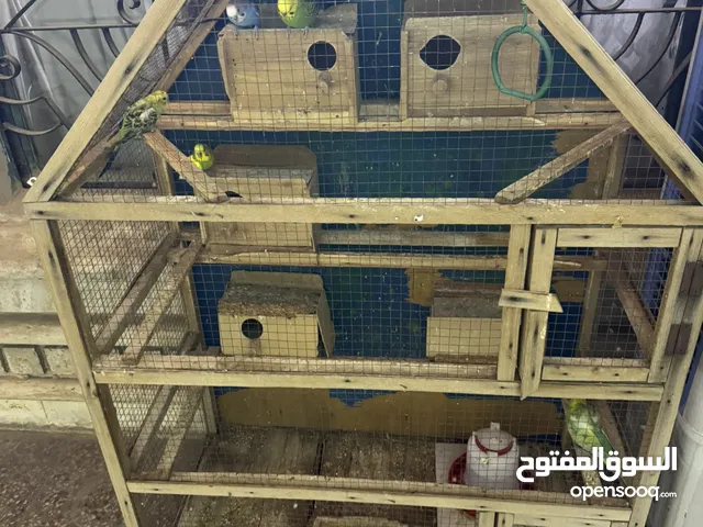 قفص كبير مع طيور حب زوج هاجرمو وزوج عاديات وبناتهن