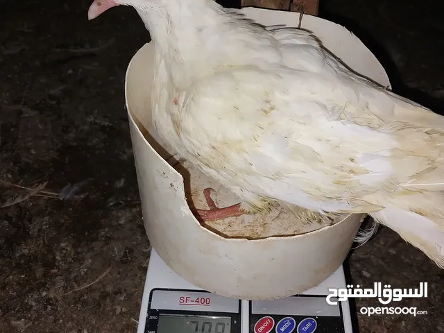 متاح حمام لاحم فرنسي بيور