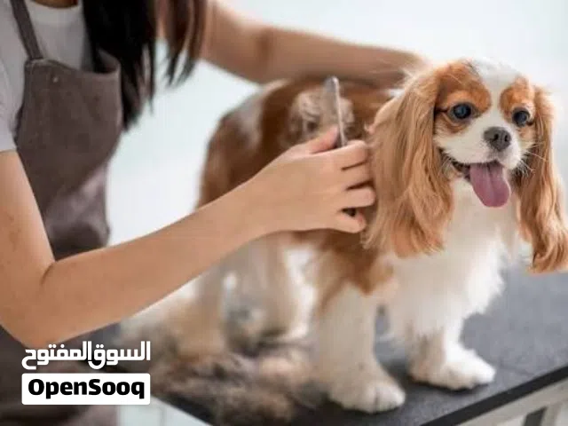 مطلوب جرومر