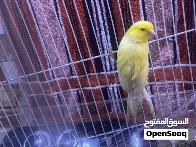 كناري فحل سوبر