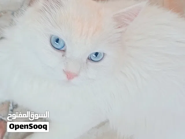 ثلاث قطط للبيع اقرو الوصف