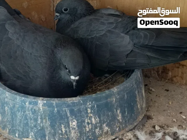 حمام للبيع تور غرابيات