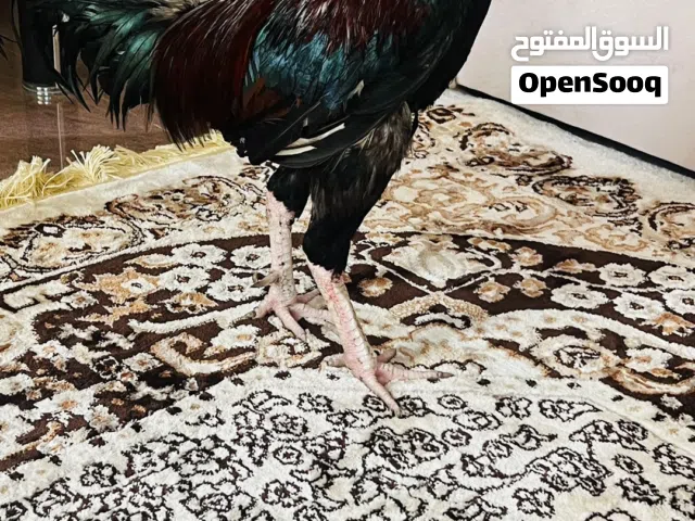 ديك سندي ماشاءالله اموره طيبه
