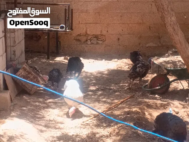 حبش للبيع شغال كفاله بيض الطقم على خمسين دينار يعني 3فرخات وديك الموقع الزرقاء الحلابات الغربي الاسك