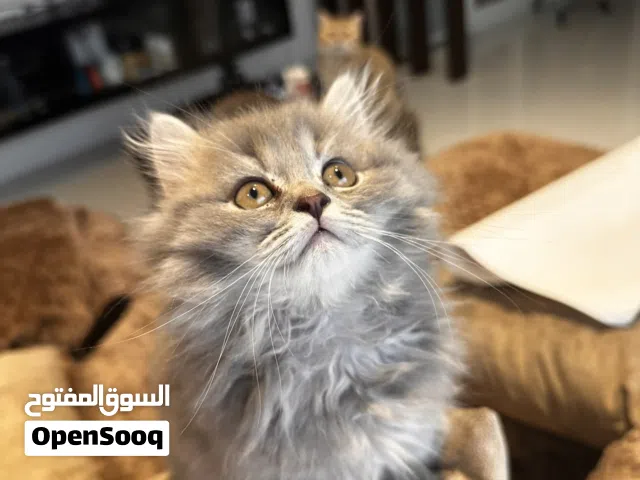 بيور سكوتش لونج هير