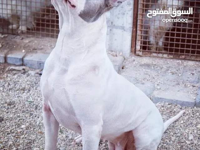 اميريكان بيتبول بولي