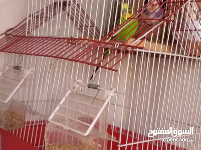 بيع طيور بادجي