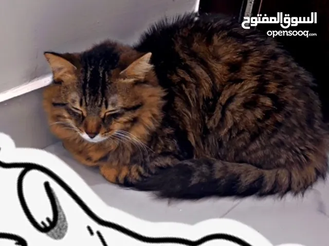 قط مكس للتبني مع اغراضه