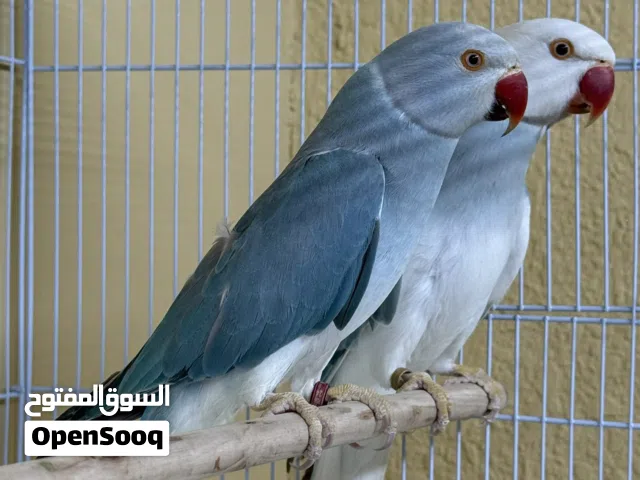 متوفر للبيع ازواج دره ملونة الاسعار عالوصف