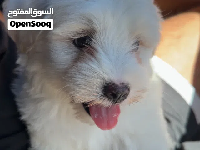 Maltese for sale