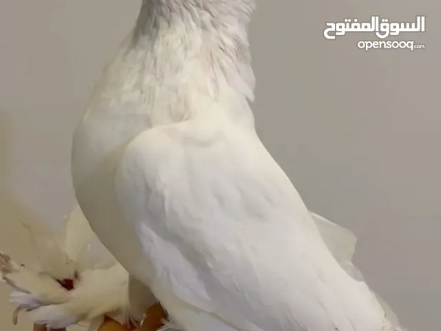 متاح دكر شوشه وجمه هزاز