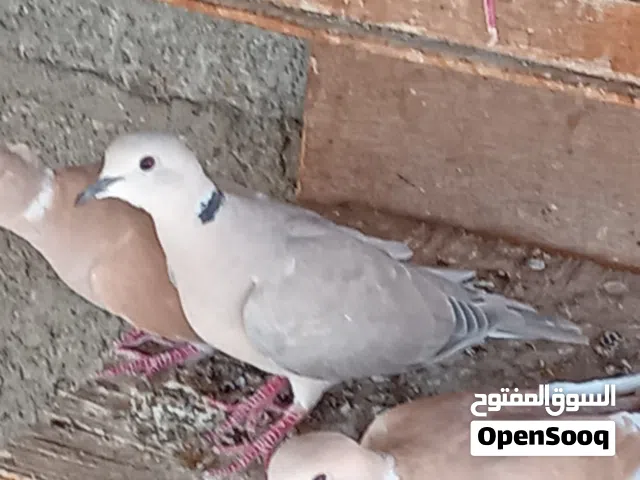 حمام راعبي للبيع
