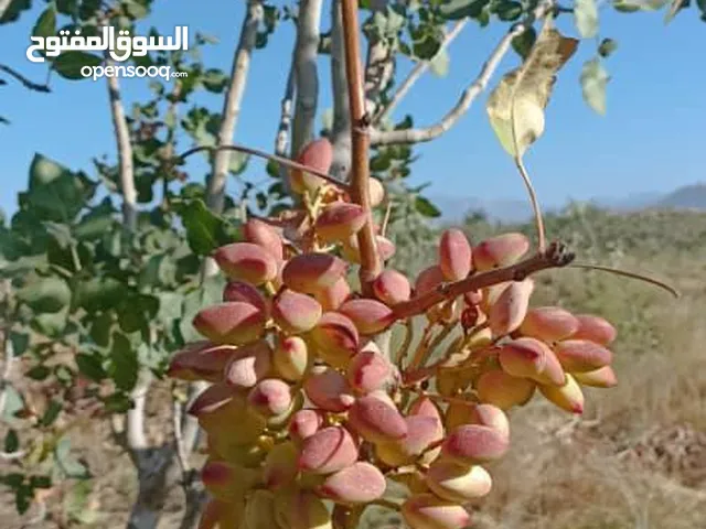 2 Bedrooms Farms for Sale in Agadir Adrar