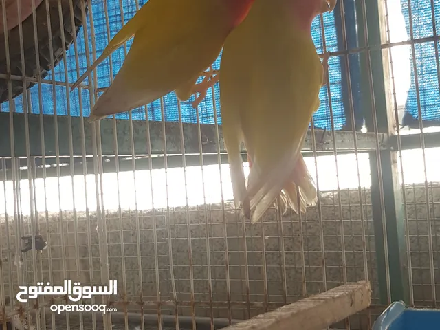 زوج روز للبيع