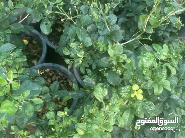 نباتات خارجية