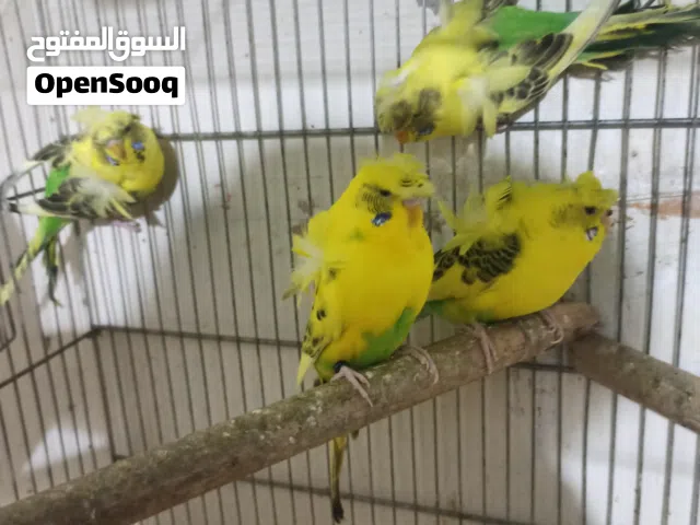 جوزي هوقو تكساس