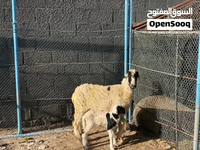للبيع جعد هنديات الي يدور الزين لايفوت جعد حلوات للتربيه تحتهن كبش وحمله ورويانات الحمدالله شوف الوص