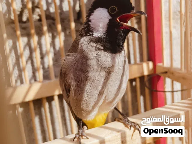 بلبل تغريد حلو ربه طك جنح ويزاوف