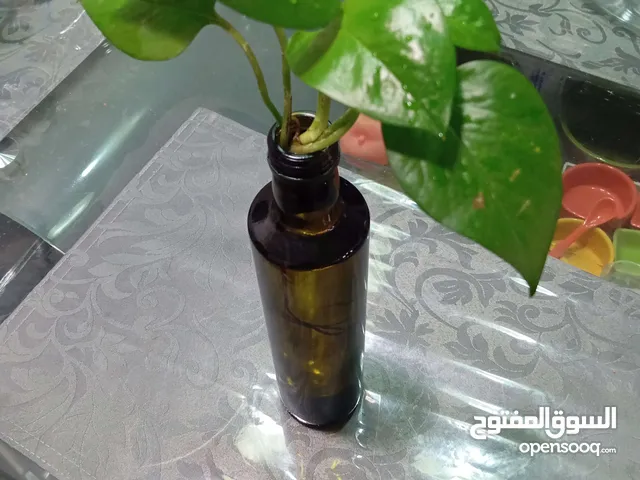 Healthy money plant for sale in perfect condition