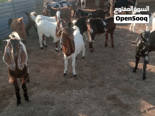 جديان للبيع خش تفاصيل