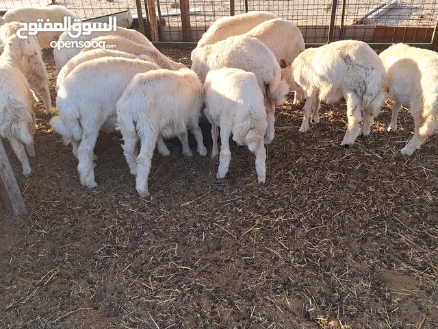 طليان ورخال حرية وتيوس وجفار عواض للمناسبات
