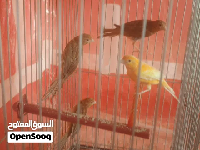 مخاليف كنار بشلبكن صحة ونظافة للبيع بسعر مناسب