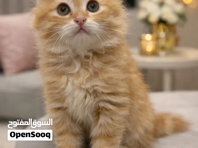 كيتن شيرازي غولد_انثى للبيع