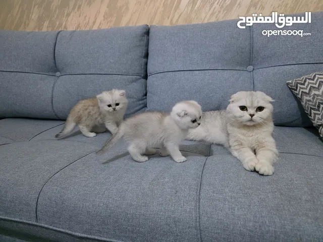 كيتين سكوتش فولد عمر 50 يوم