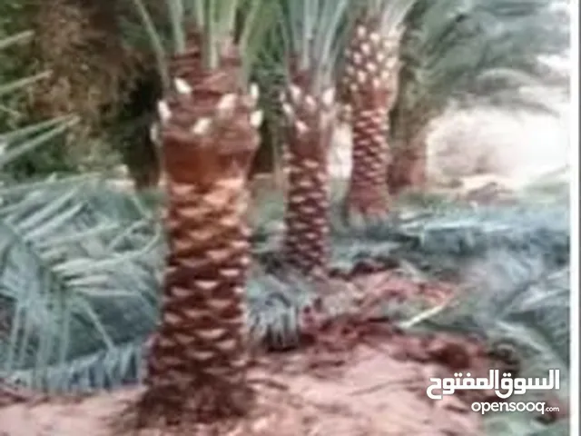 مقاول نخيل صيانه وتوريد  وعمال الشبوك وشراء التمور جمله وتجزة