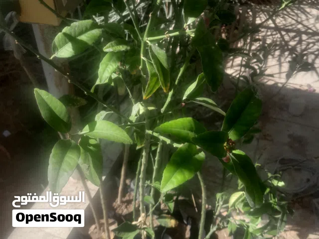 شتلات للبيع