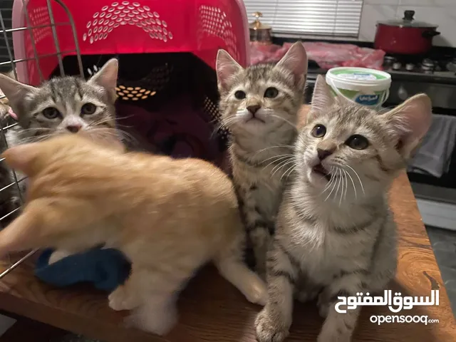 اربع قطط للبيع