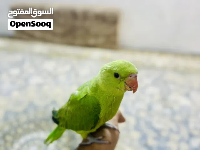 ببغاء دره عمر3اشهر أليف كلش .قريب وينفطم .